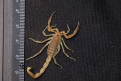 Olivierus longichelus