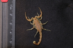 Olivierus longichelus