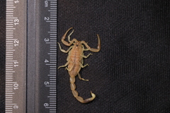 Olivierus longichelus