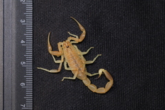 Olivierus longichelus