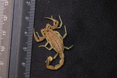 Olivierus longichelus