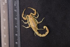 Olivierus longichelus