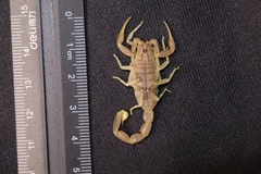 Olivierus longichelus