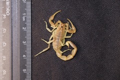 Olivierus longichelus