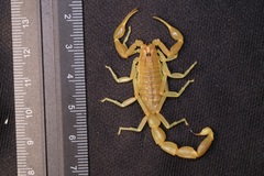 Olivierus longichelus