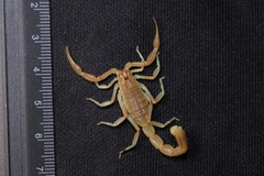 Olivierus longichelus