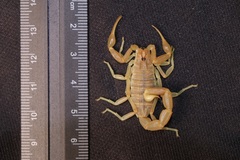 Olivierus longichelus