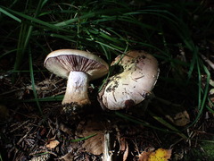 Cortinarius atkinsonianus