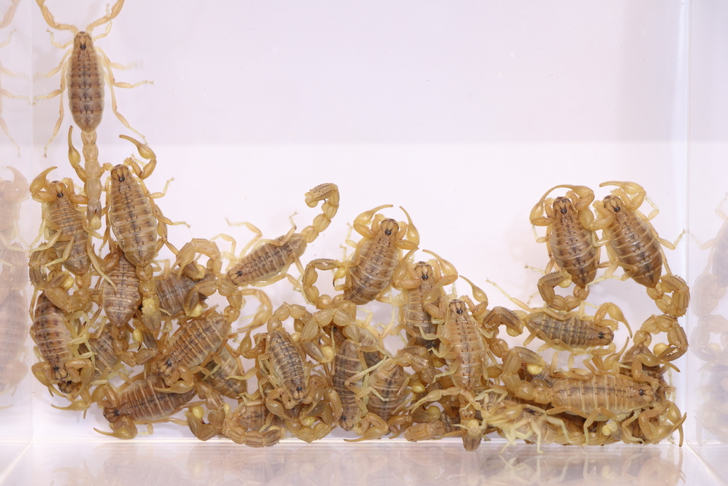 Mesobuthus
