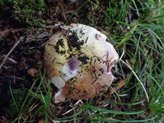 Cortinarius atkinsonianus
