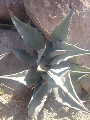 Agave asperrima