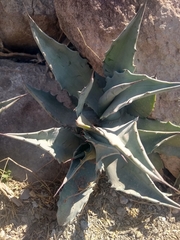 Agave asperrima