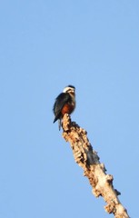 Microhierax caerulescens