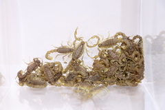 Mesobuthus thersites