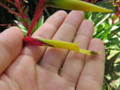 Vriesea philippocoburgi