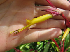 Vriesea philippocoburgi