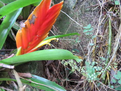 Vriesea paraibica
