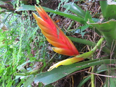 Vriesea paraibica