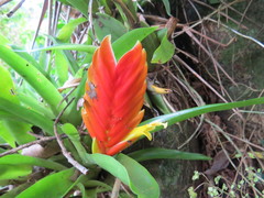 Vriesea paraibica
