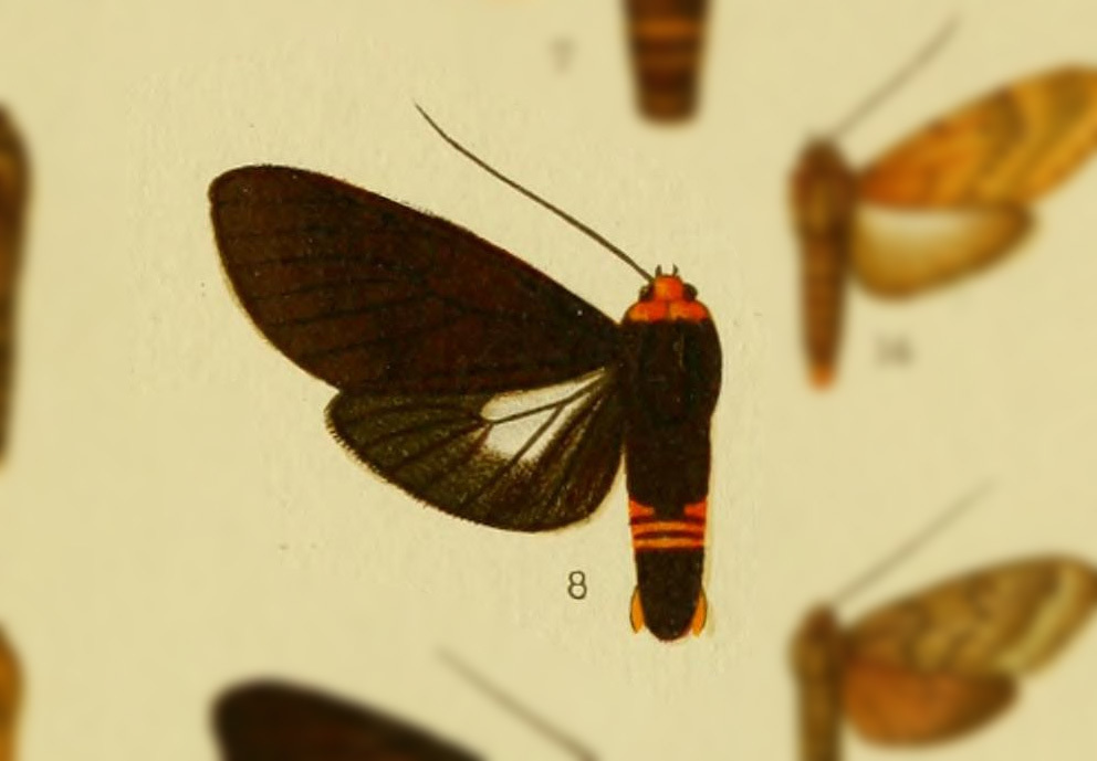 Elysius terraoides