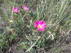 Rosa crenatula