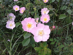 Rosa marginata