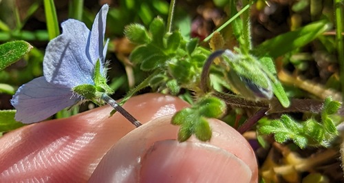 Nemophila menziesii
