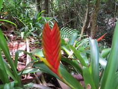 Vriesea paraibica