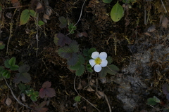 Fragaria nubicola