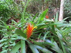 Vriesea paraibica