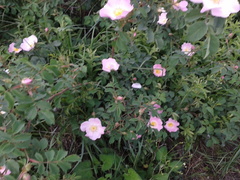 Rosa marginata