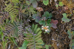 Fragaria nubicola