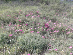 Rosa crenatula