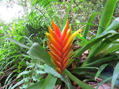 Vriesea paraibica
