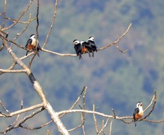 Microhierax caerulescens