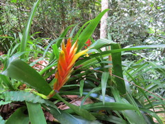 Vriesea paraibica