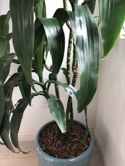 Dracaena fragrans