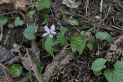 Viola canescens