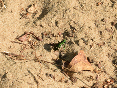 Cicindela patruela