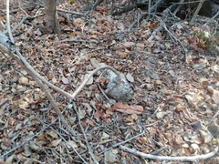Ibervillea hypoleuca