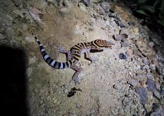 Goniurosaurus bawanglingensis