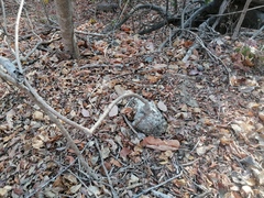 Ibervillea hypoleuca