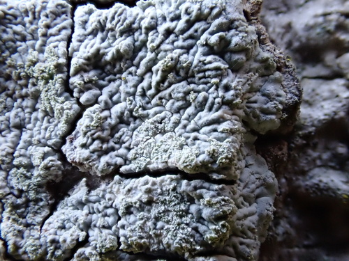 White Pleated Lichen (Diploicia canescens)