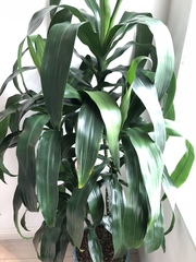Dracaena fragrans