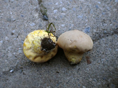 Lycoperdon flavotinctum