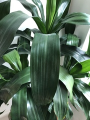 Dracaena fragrans