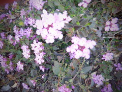 Lantana montevidensis
