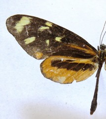Mechanitis polymnia isthmia