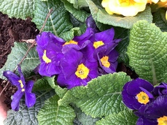 Primula × polyantha