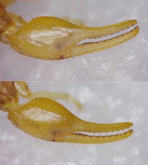 Mesobuthus thersites